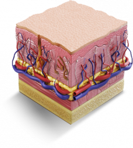 Skin Tissue Example